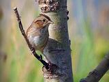 Swamp Sparrow_51190